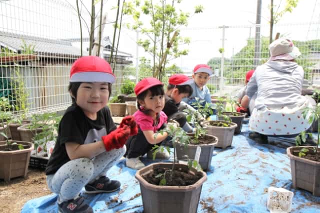 園児達がトマトの苗植えをしている写真